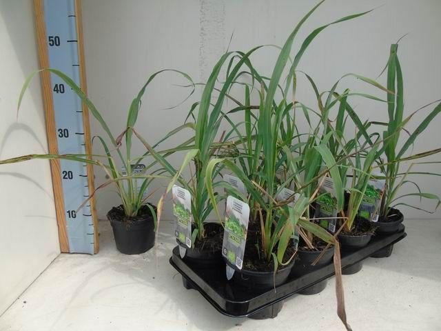 Cymbopogon flexuosus bio citroengras