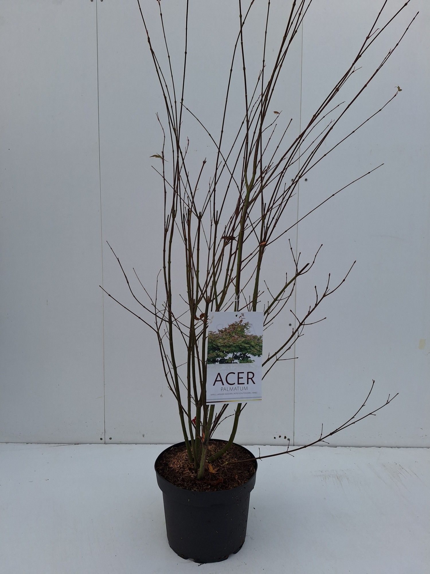 Picture of Acer palmatum