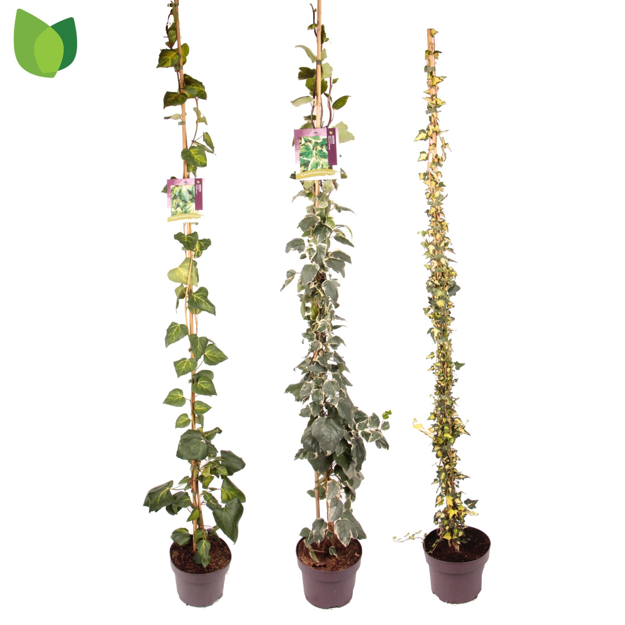 Hedera / MIX