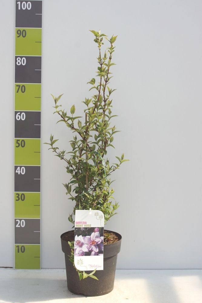 Deutzia hybrida 'Mont Rose'