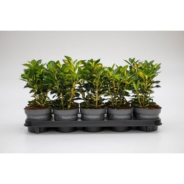 Euonymus Japonicus Marieke Euonymus Euonymus Evergreen Shrubs Outdoor Plants All Products Hamiplant