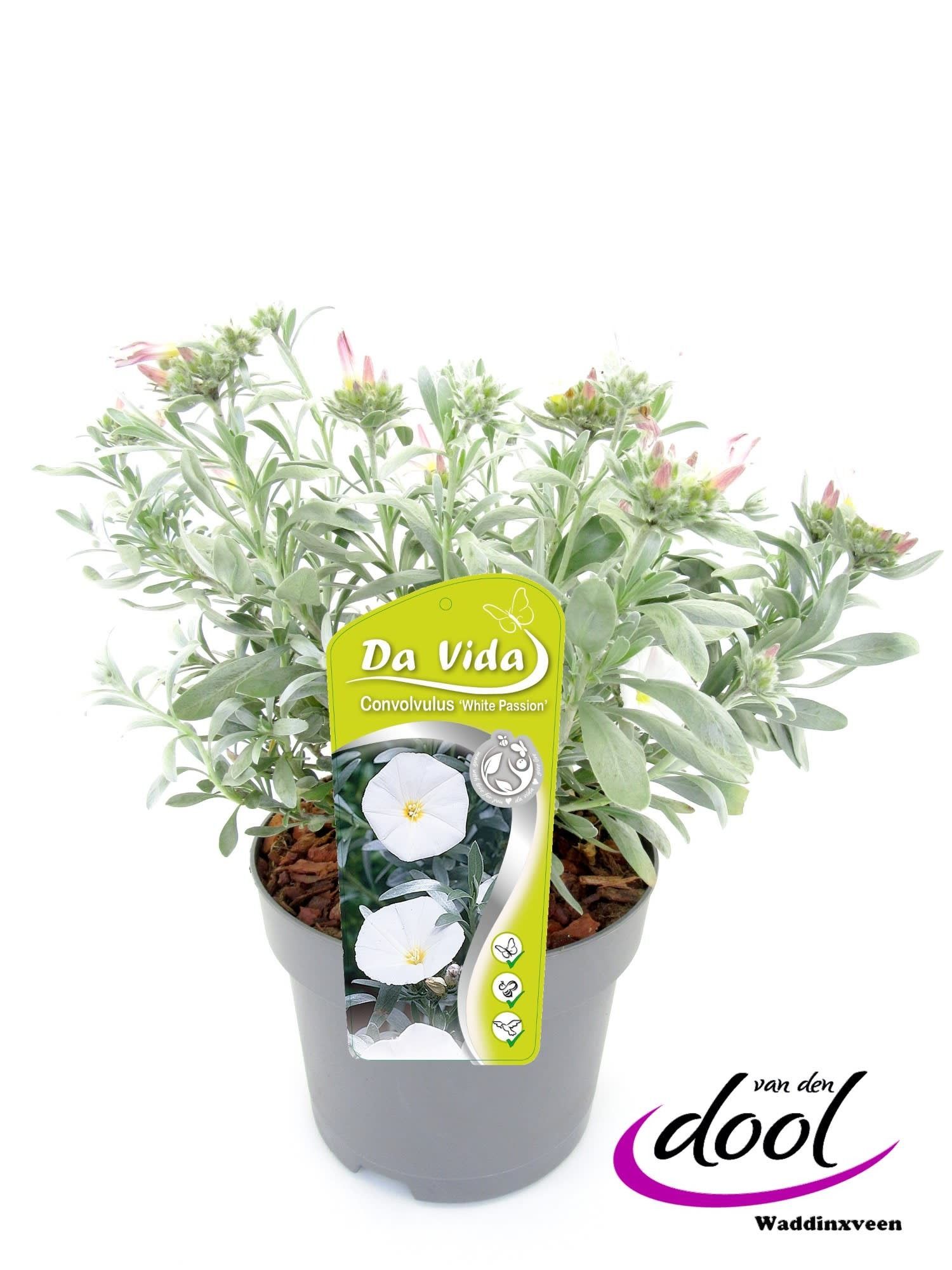 Convolvulus cneorum 'White Passion'
