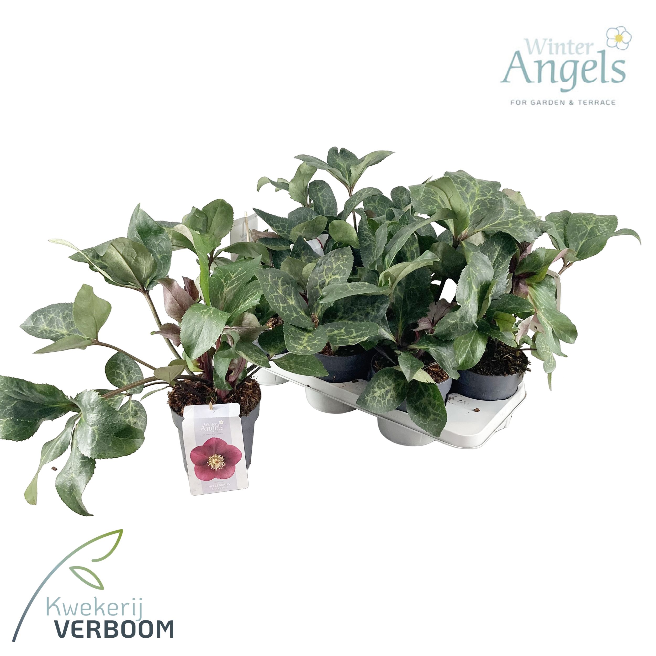 Helleborus Frostkiss Anna's Red GROEN