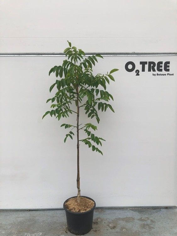 Juglans regia 'Chandler' Beveerd