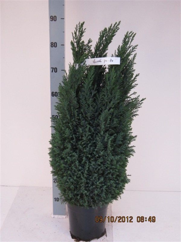 Chamaecyparis lawsoniana 'Ellwoodii'