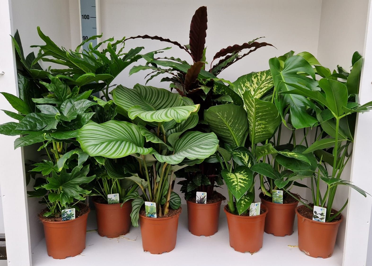 Zimmerpflanzen gemischt grn 6 sorten | Hamiplant