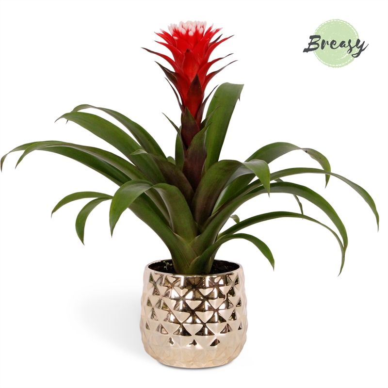 efeutute hngende bltter Epipremnum aureum 4er-Set 12 cm  Efeutute als Hnge- & Kletterpflanze   Pille Gartenwelt