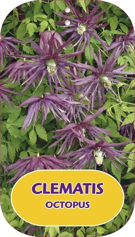 Clematis Octopus ('Zooct')