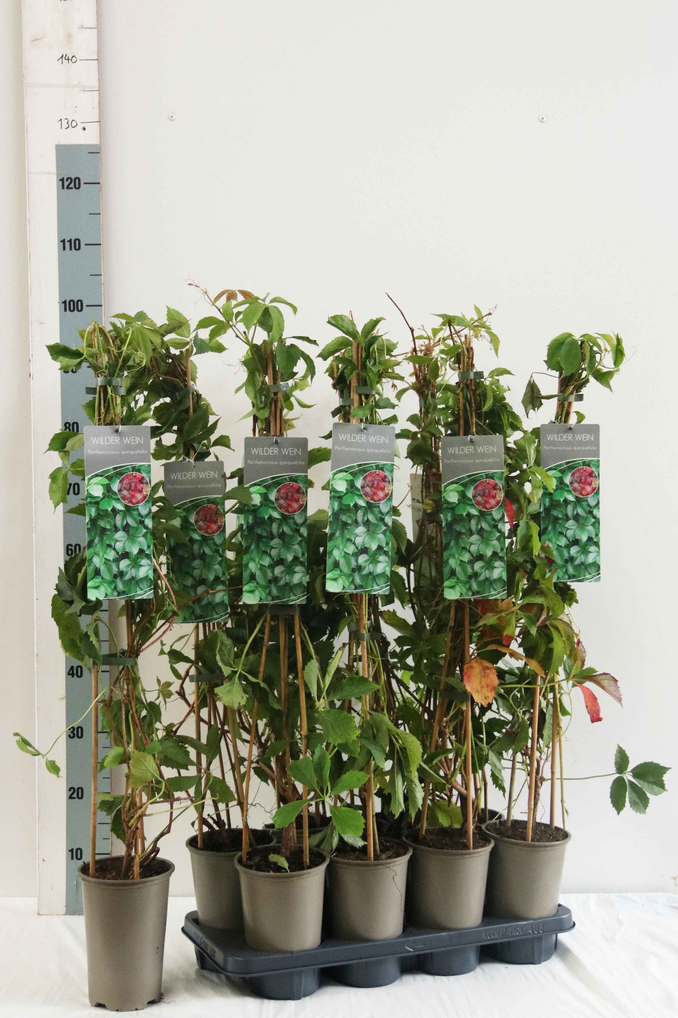 Parthenocissus quinquefolia
