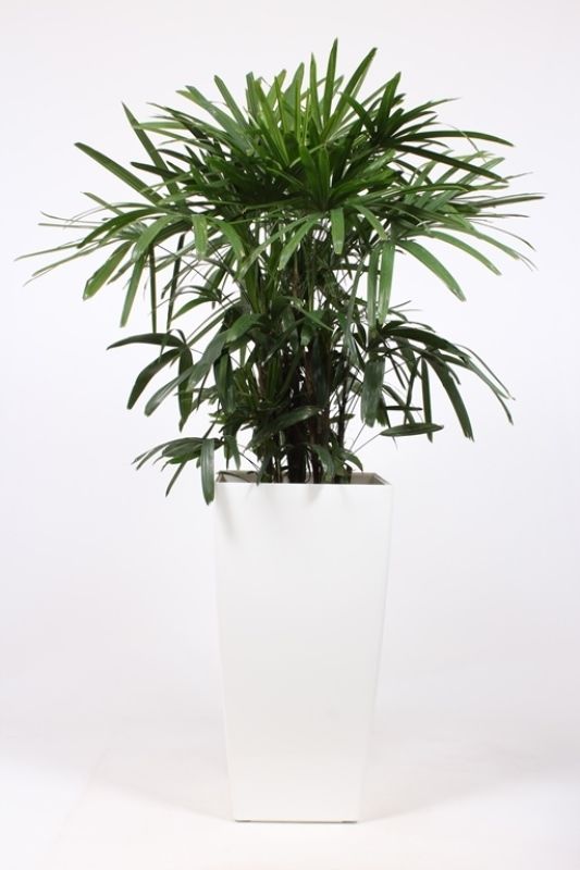 Rhapis excelsa in Piza pot "wit"