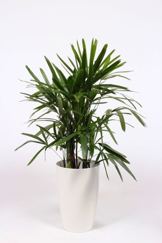 Rhapis excelsa in Santorini pot "wit"