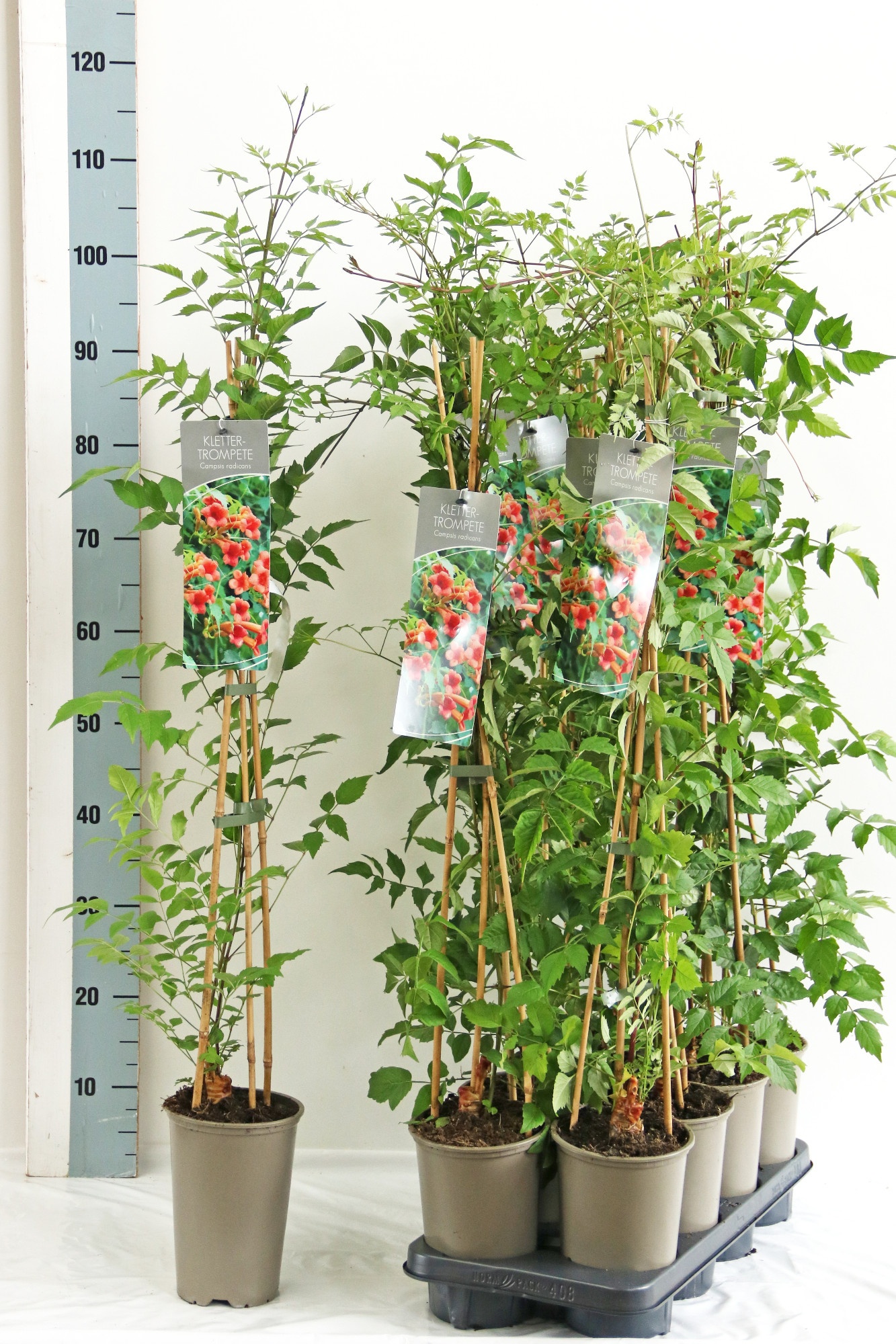Campsis radicans