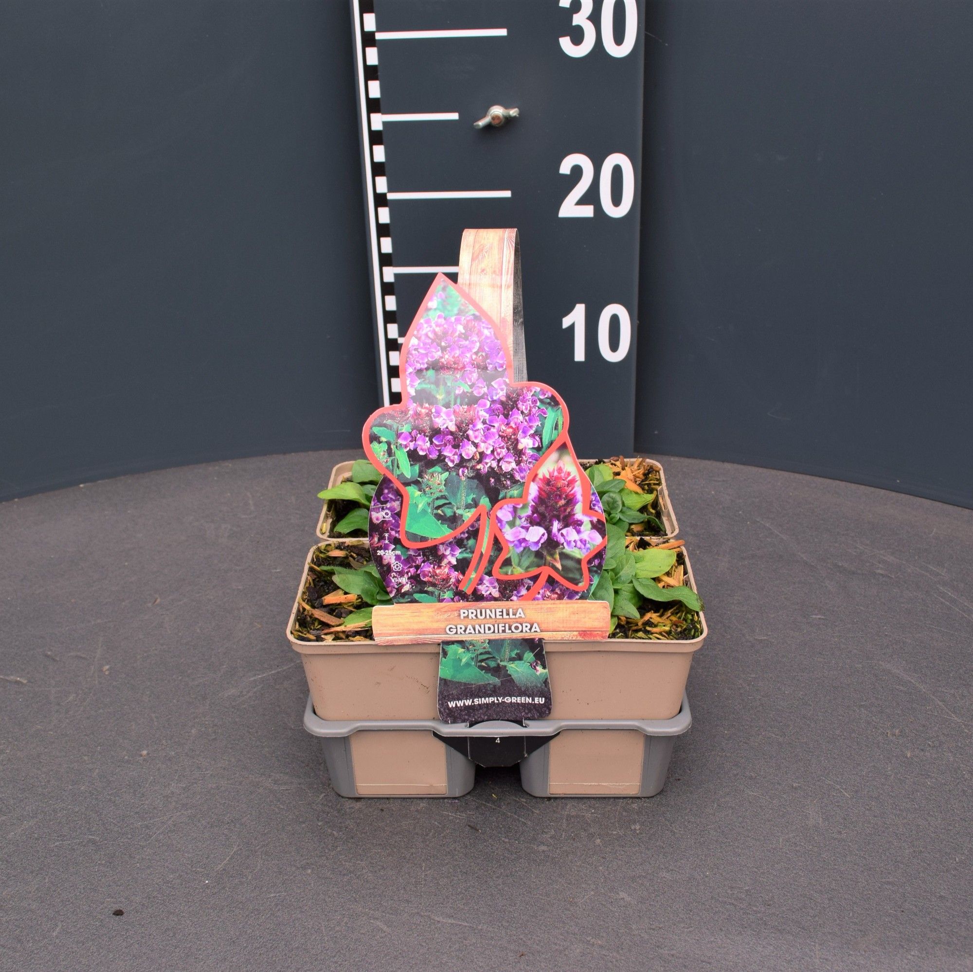 Prunella grandiflora 4 pack