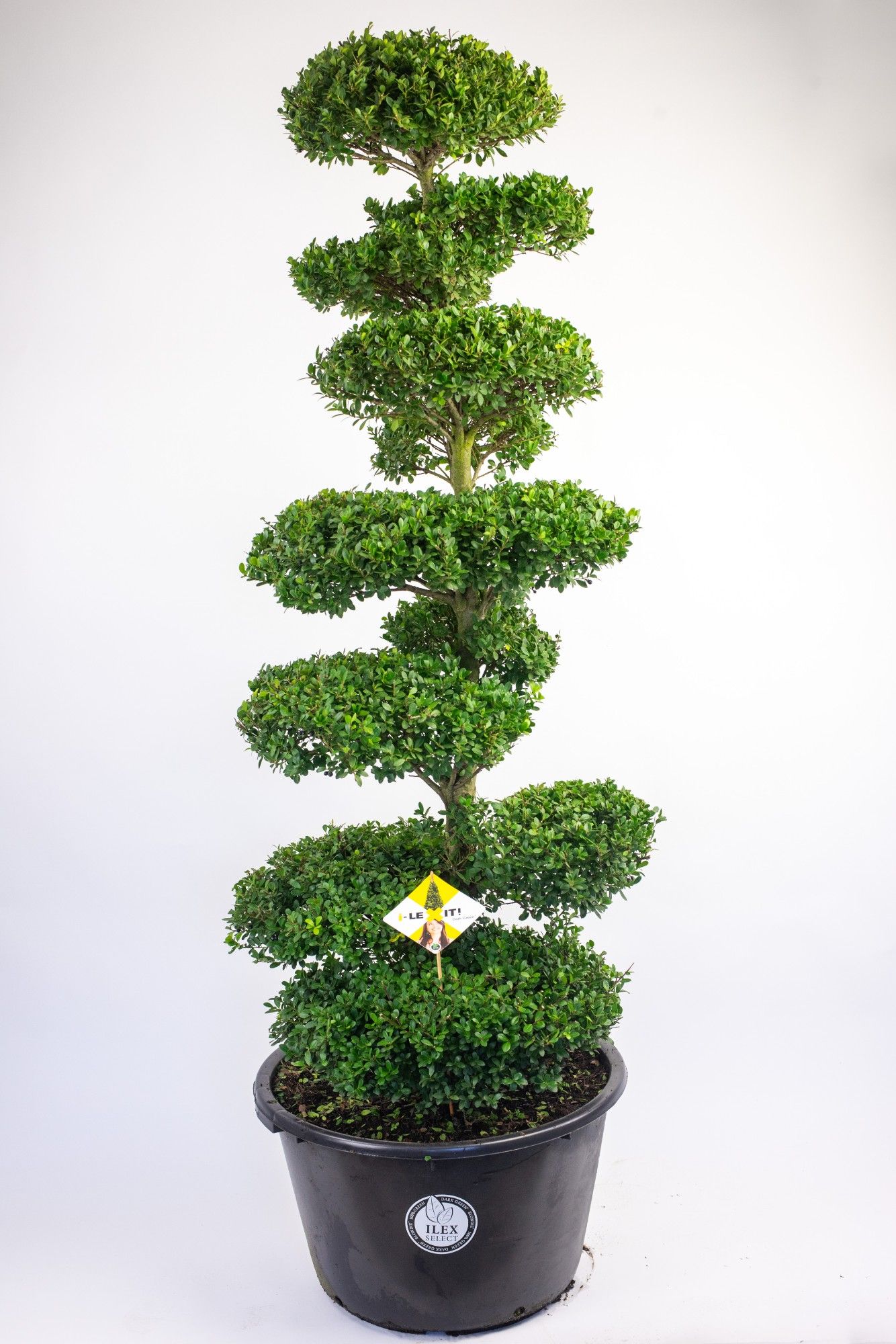 syzygium buxifolium bonsai Syzygium Buxifolium