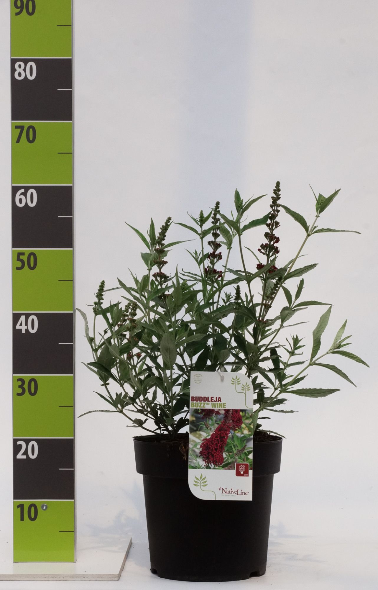 Buddleja 'Buzz Wine' -R