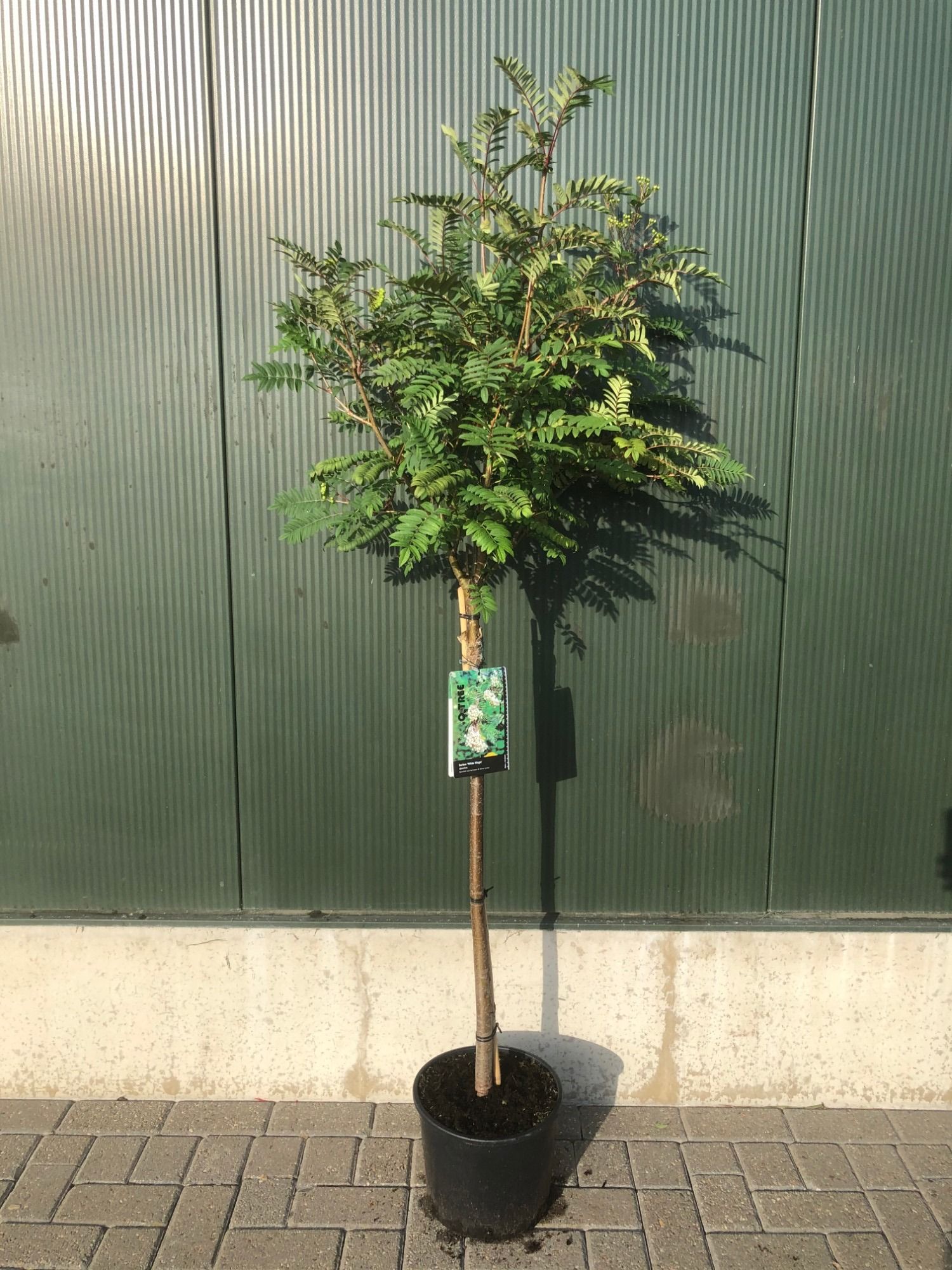 Sorbus 'White Magic' halfstam