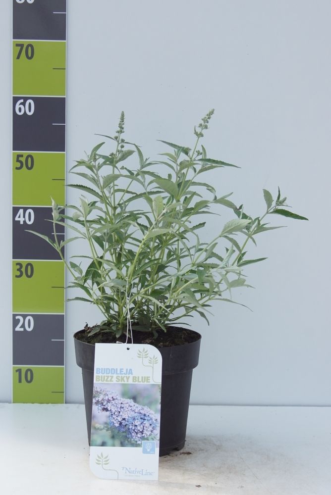 Buddleja 'Buzz Sky Blue' -R