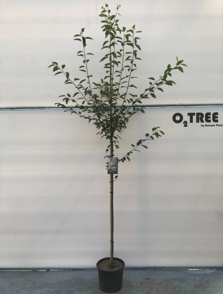 Amelanchier arborea 'Robin Hill' hoogstam
