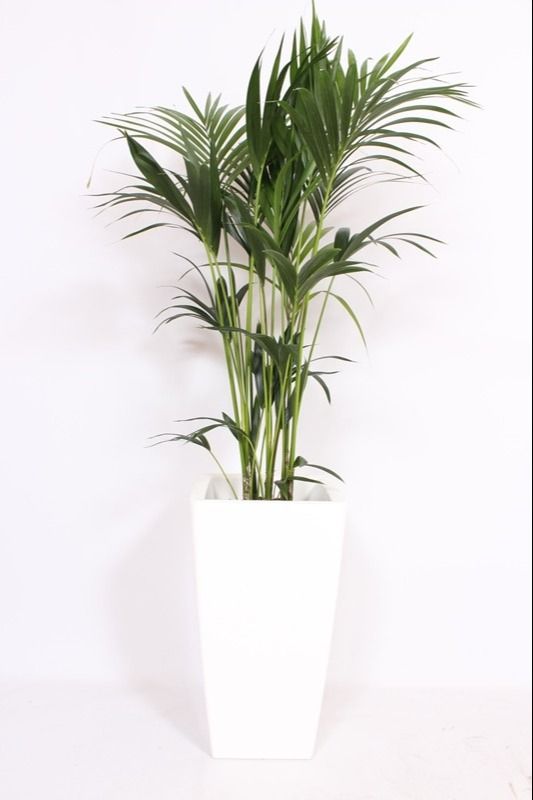 Howea Forsteriana in Piza pot "wit"