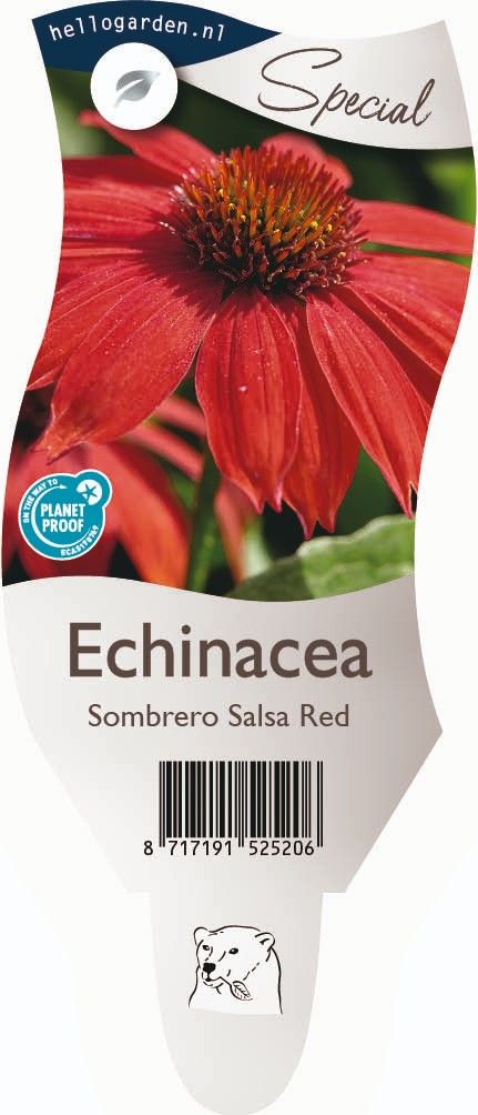Echinacea Sombrero Salsa Red ('Balsomred')