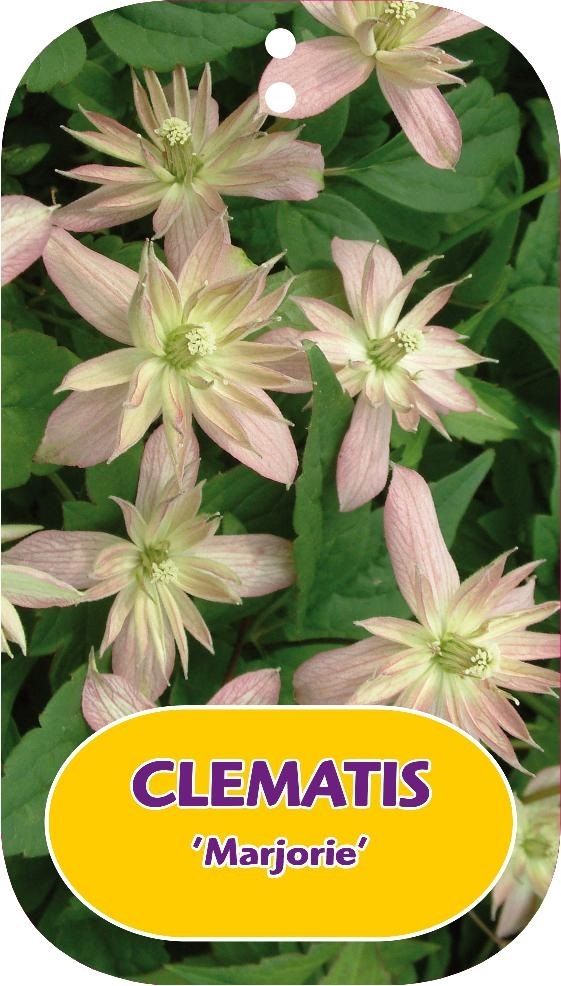 Clematis 'Marjorie'