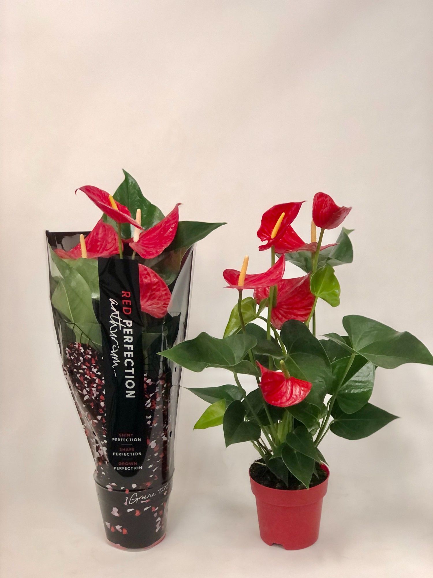 Anthurium (Andreanum Grp) Minnesota | Hamiplant