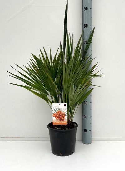 Chamaerops humilis PL