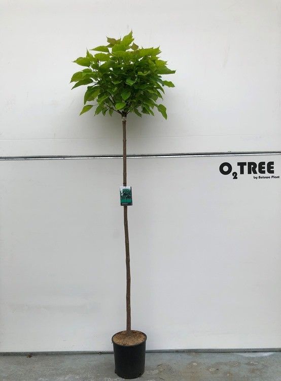 Catalpa bignonioides 'Nana' co hoogstam