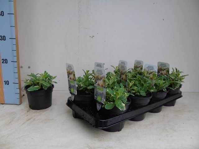 Mentha suaveolens 'Ananas' ananasmunt bio
