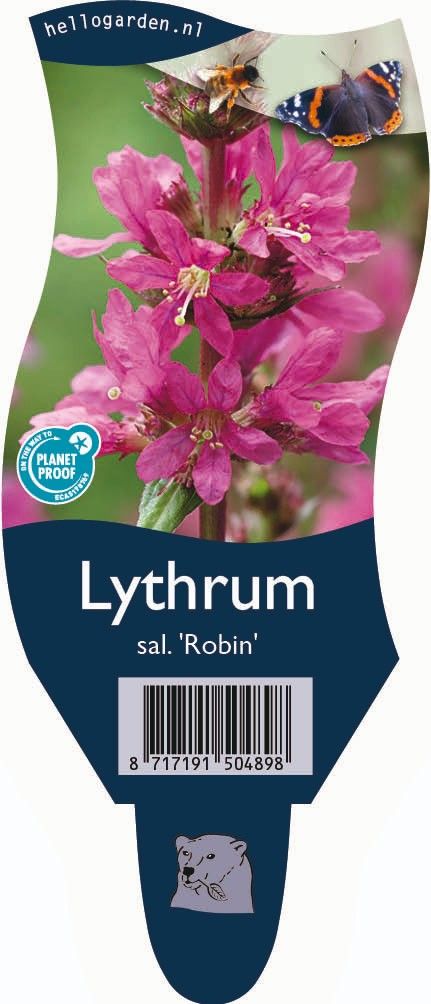 Lythrum salicaria 'Robin'