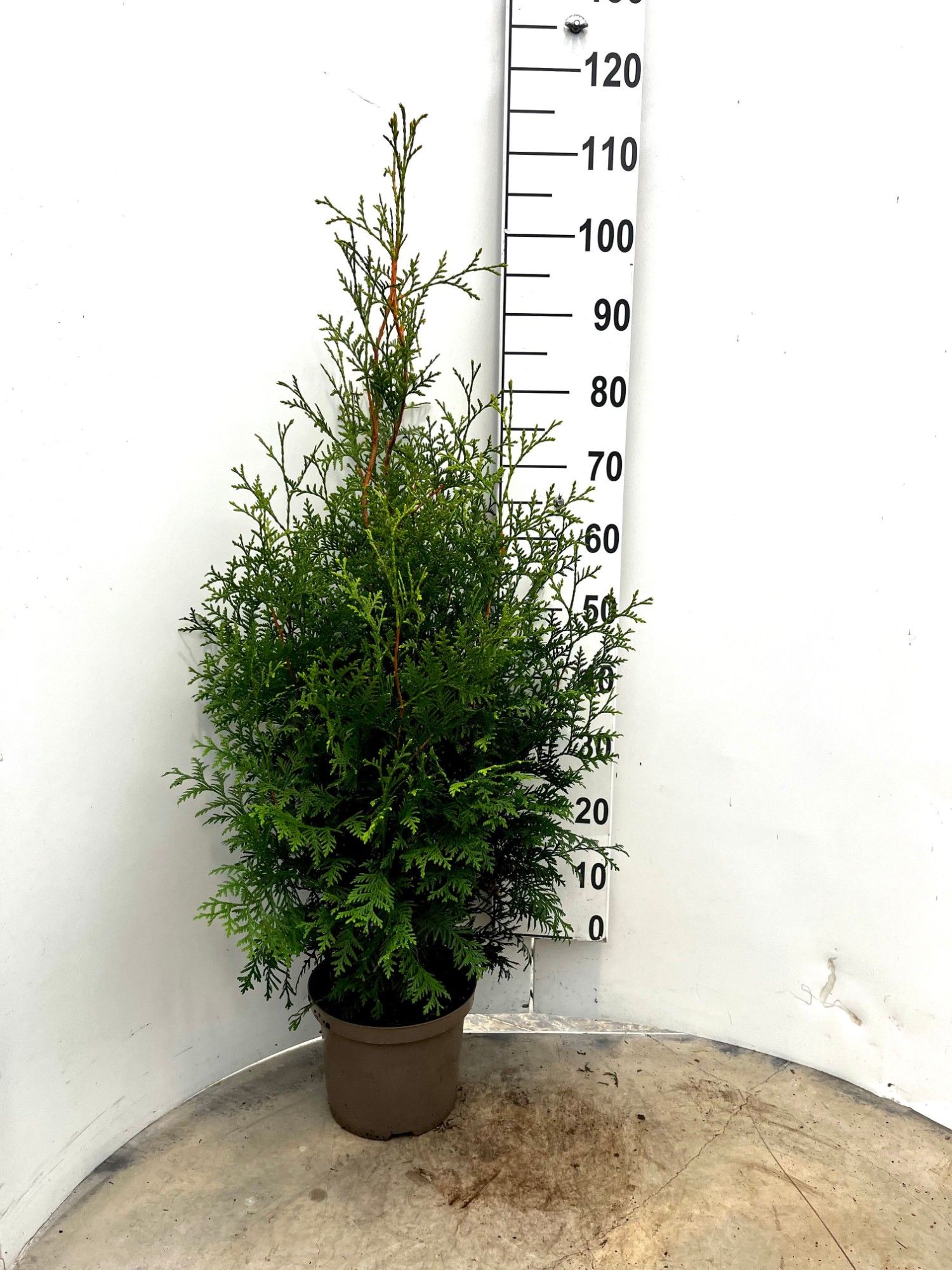 Thuja occ. 'Brabant' 100-120 | Gardenline