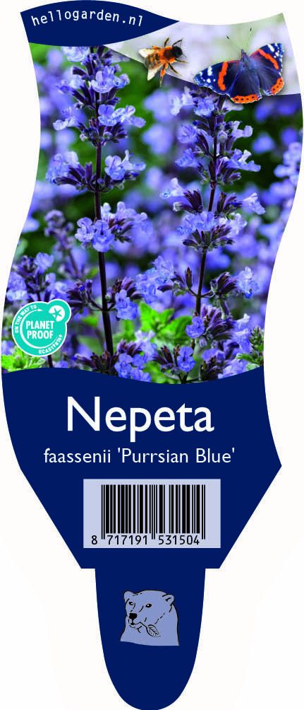 Nepeta (F) 'Purrsian Blue'