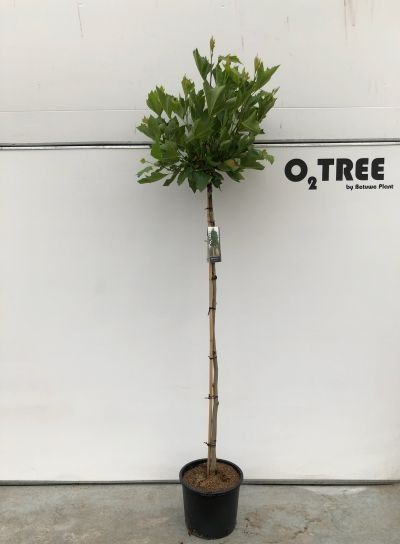 Platanus a. 'Alphens Globe' stam