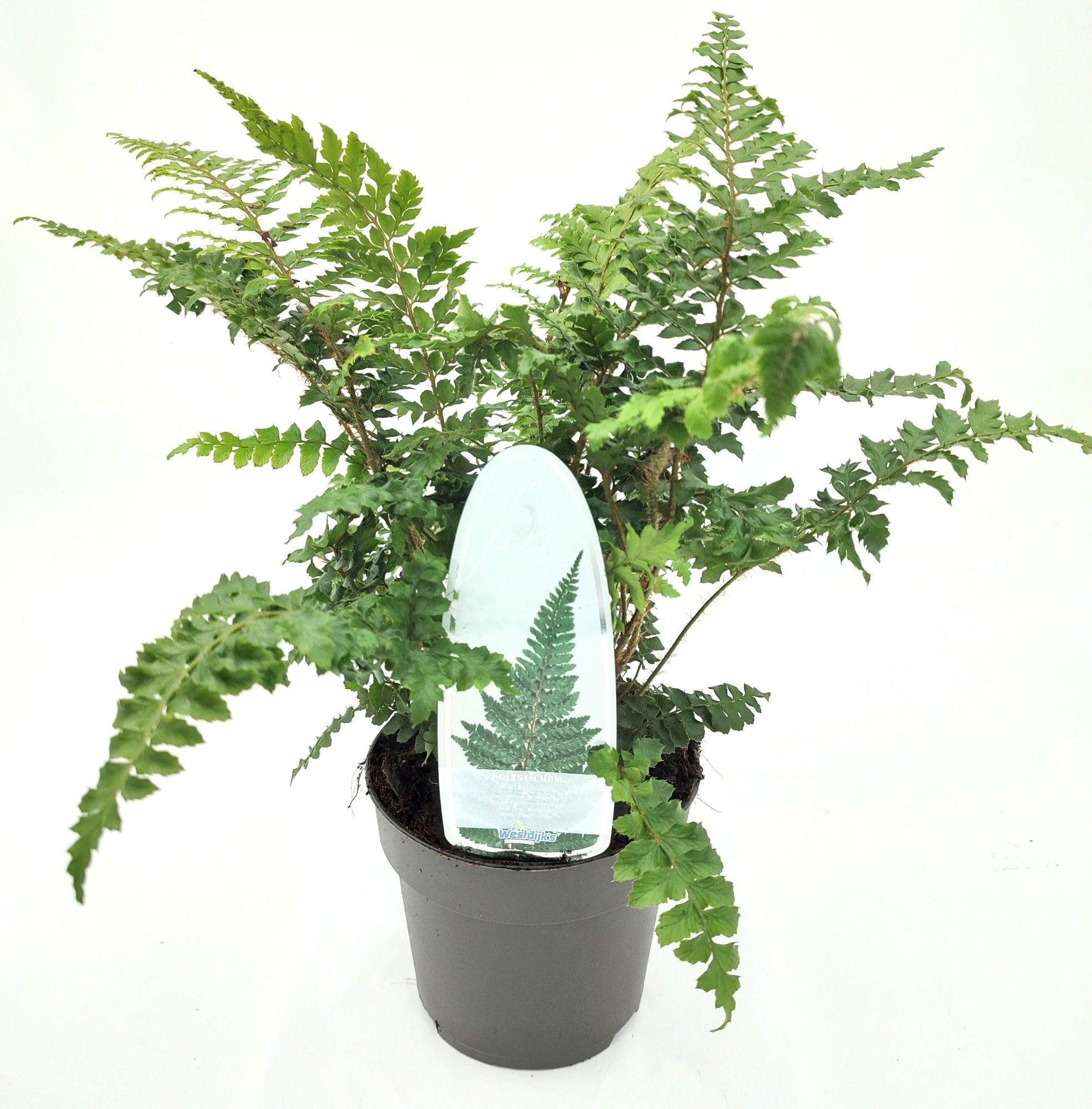 Polystichum polyblepharum ES13