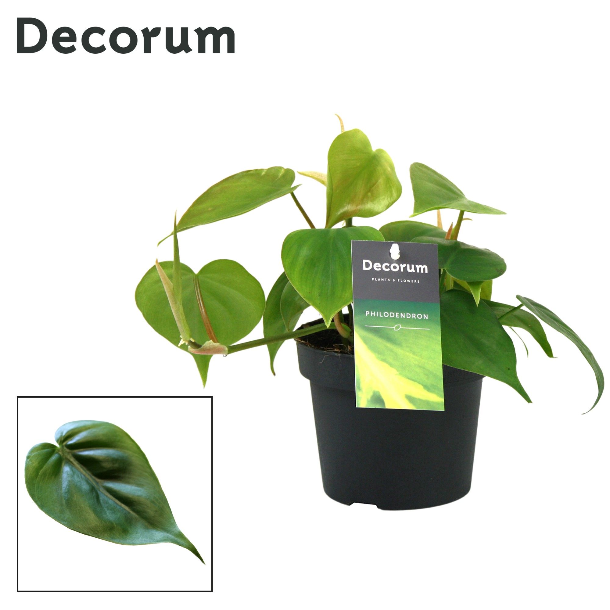 philodendron white fusion Calathea 'White Fusion' main image 1