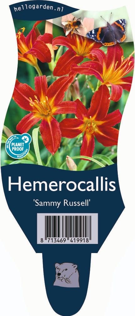 Hemerocallis 'Sammy Russell'