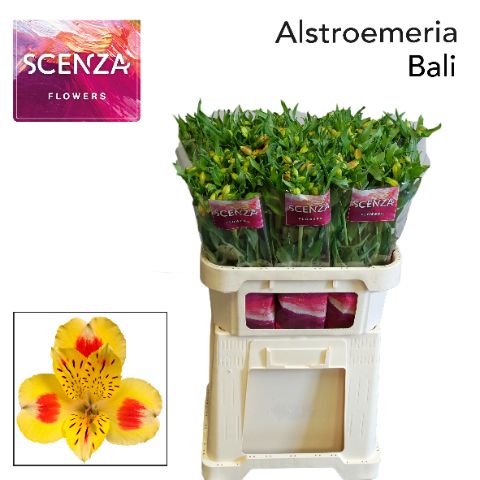 Alstroemeria Bali 75cm 55g 5fl