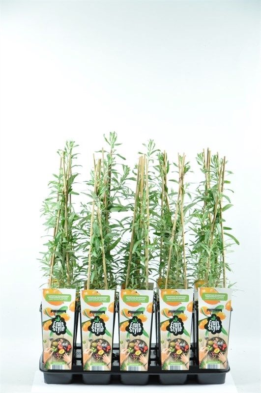Hippophae rhamnoides 'Friesdorfer Orange'