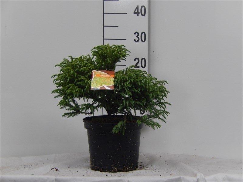 Cryptomeria japonica 'Globosa Nana'