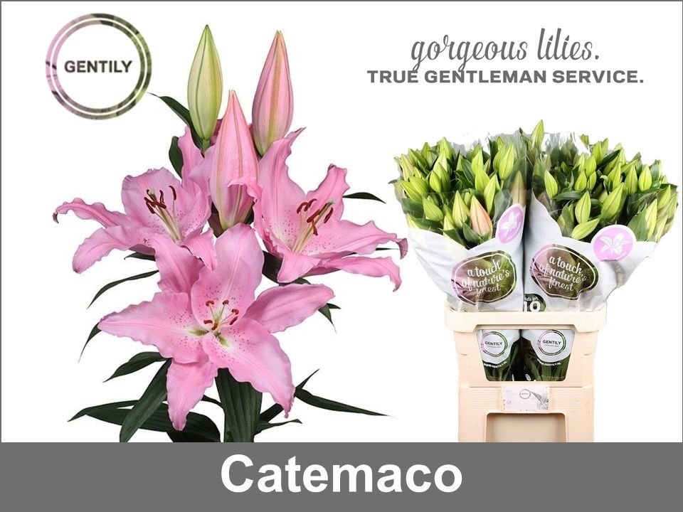 Li Or Catemaco