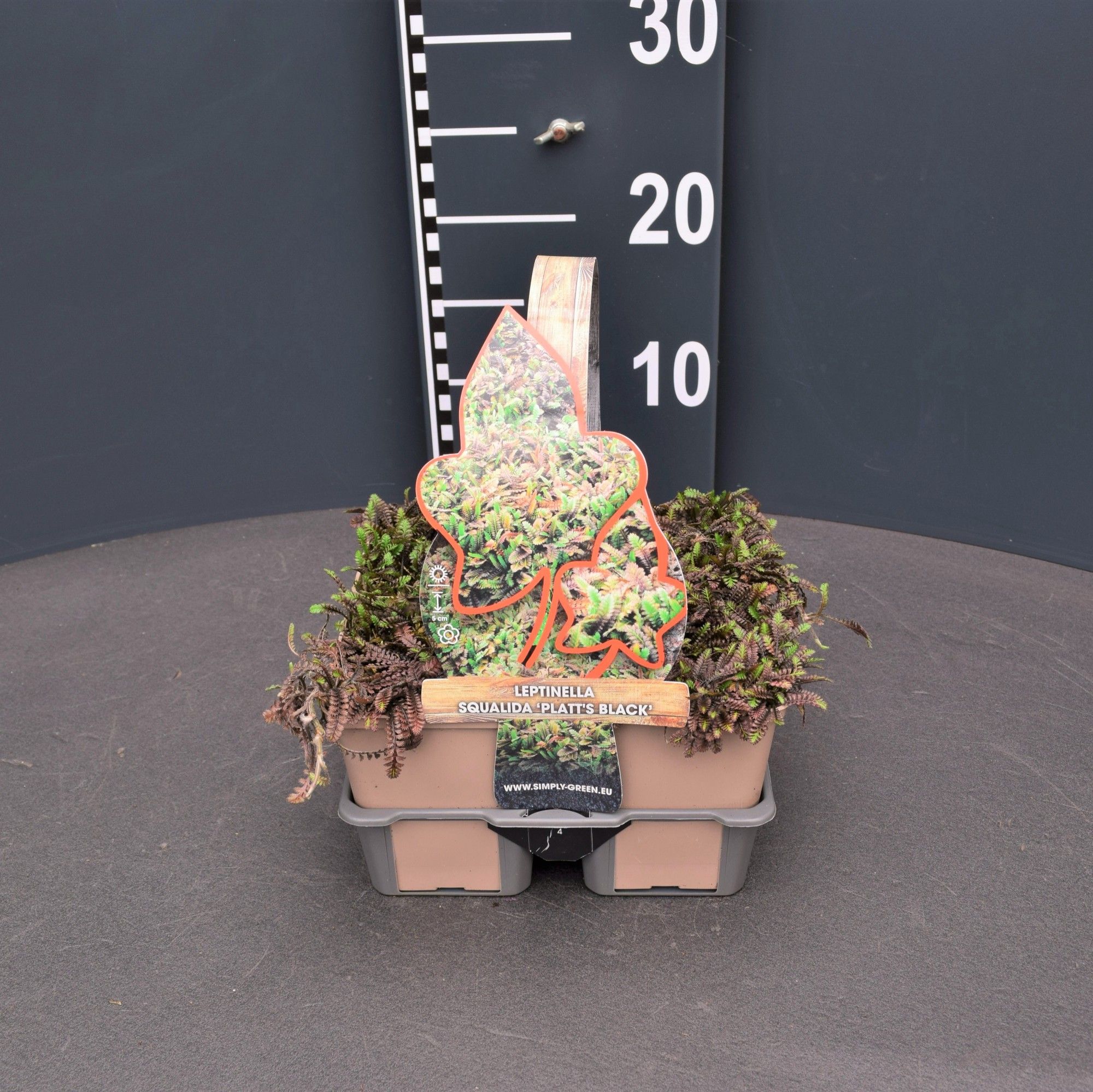 Leptinella pot. Platt's black (4-Pack)