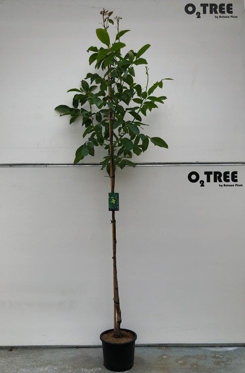 Juglans regia ‘Veredelde noot’ (snel vruchtdragend) 6/8
