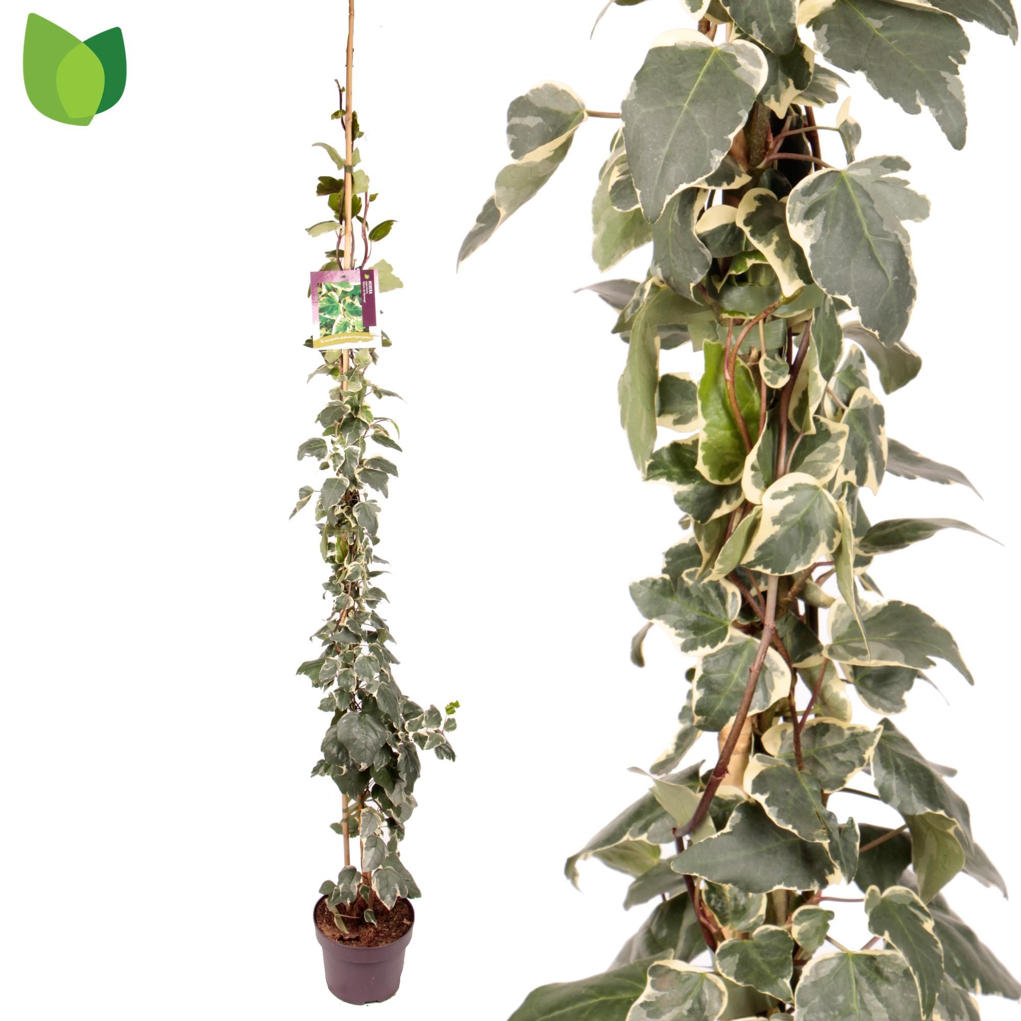 Hedera algeriensis 'Gloire de Marengo'