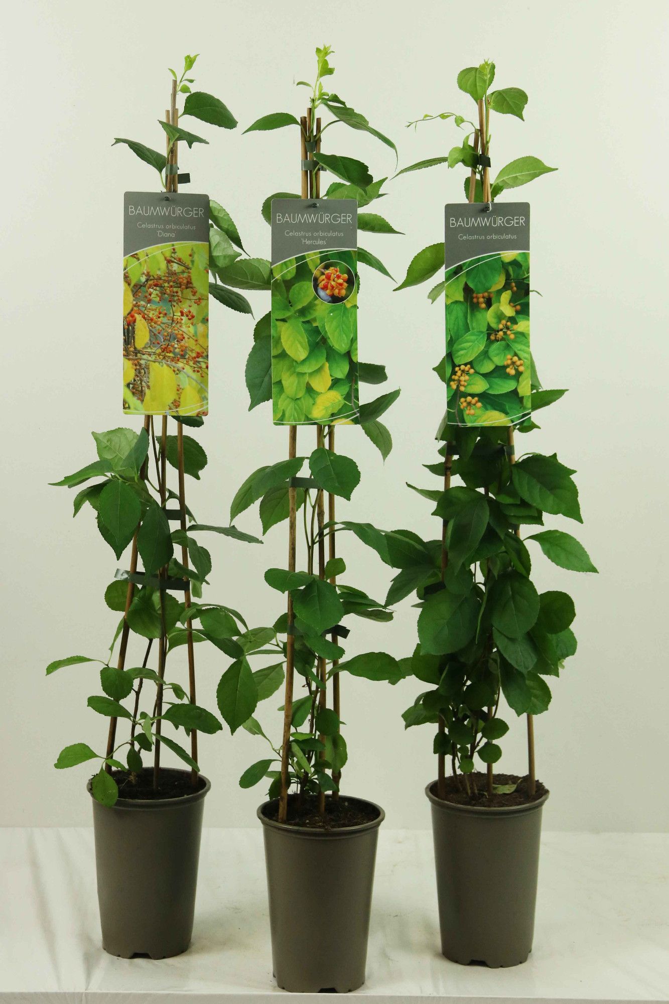 Celastrus orbiculatus in varieties