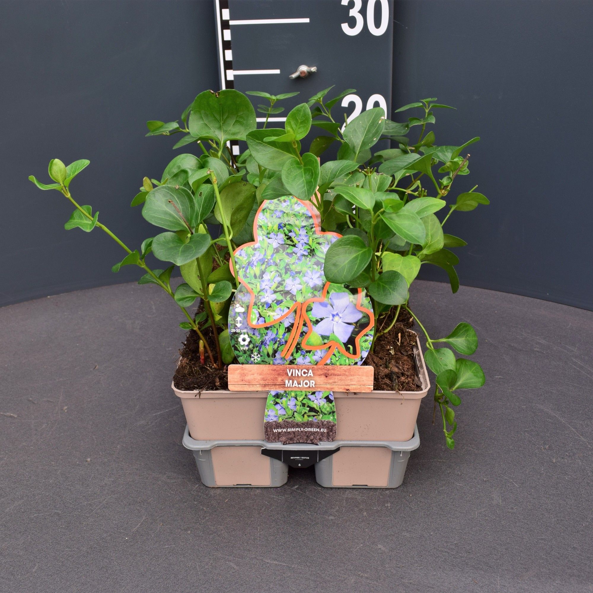 Vinca major 6 pack