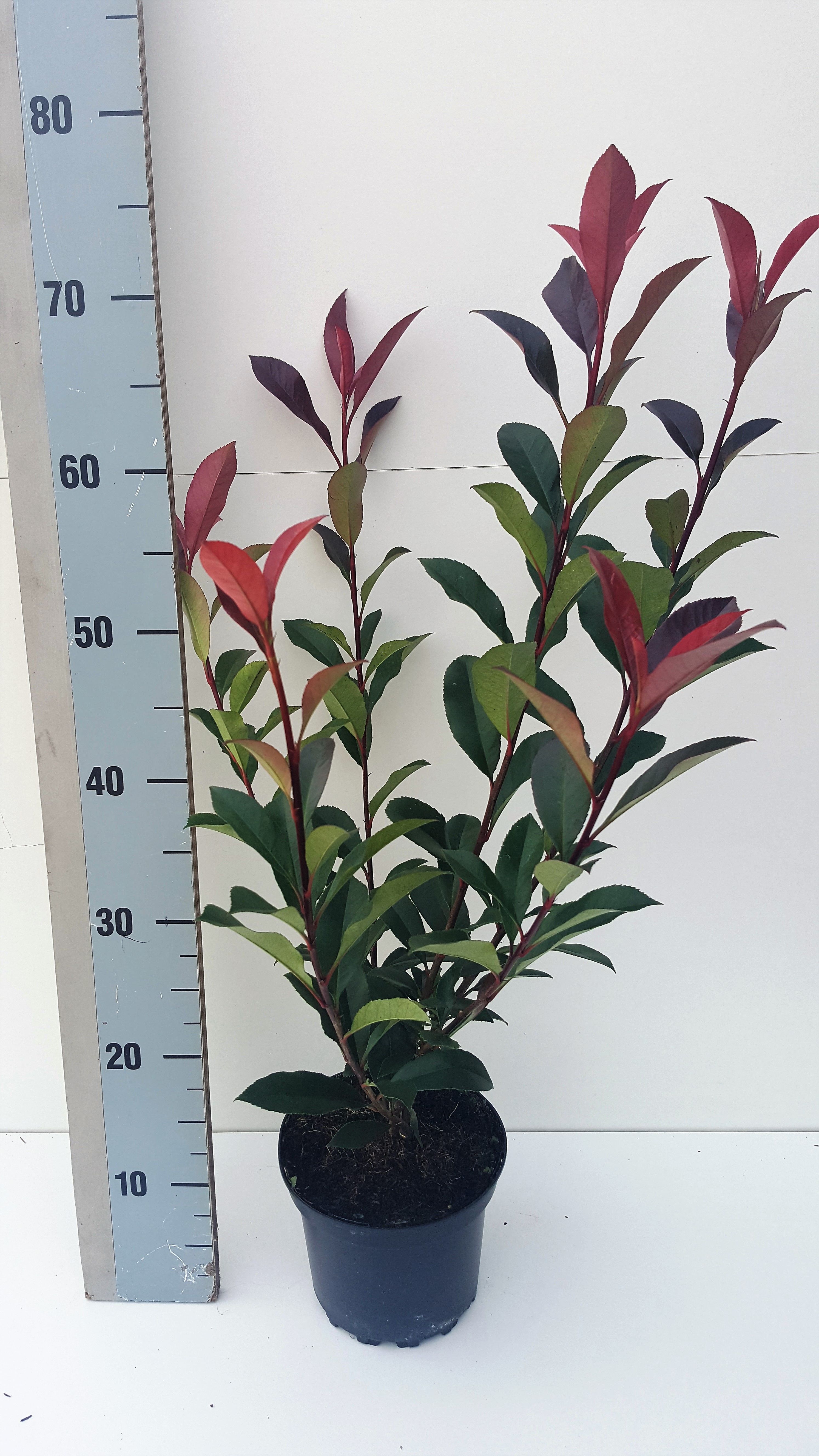 pleomele plant Pleomele - Reflexa main image 0