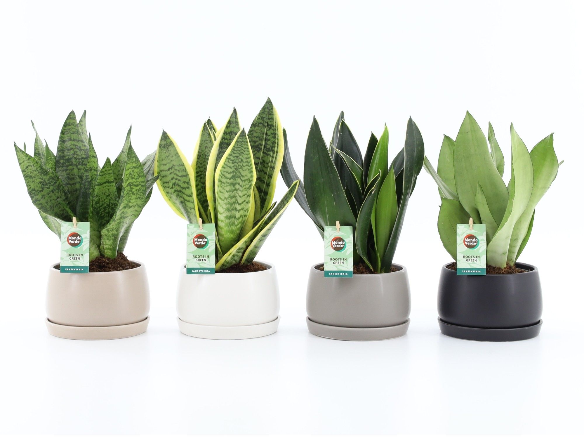 Sansevieria Mix In Shengzi | Hamiplant