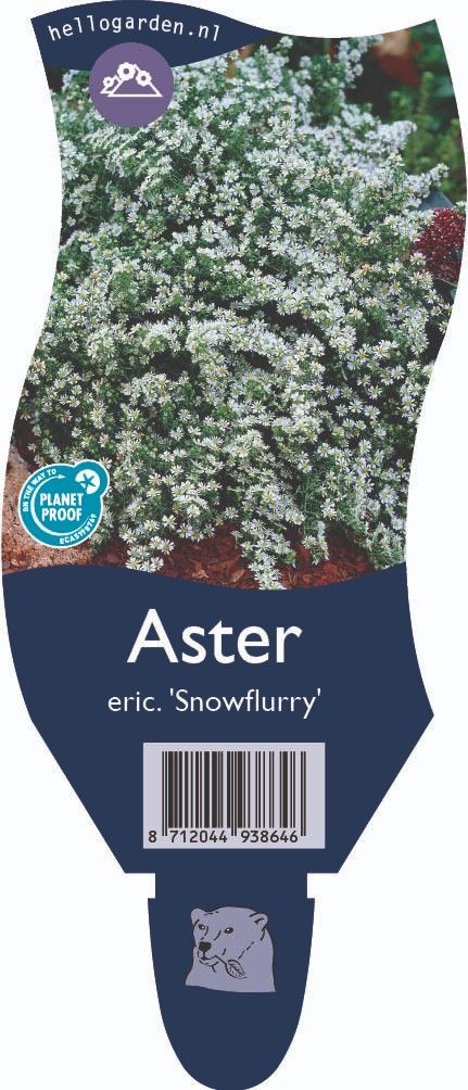 Aster ericoides 'Snowflurry'