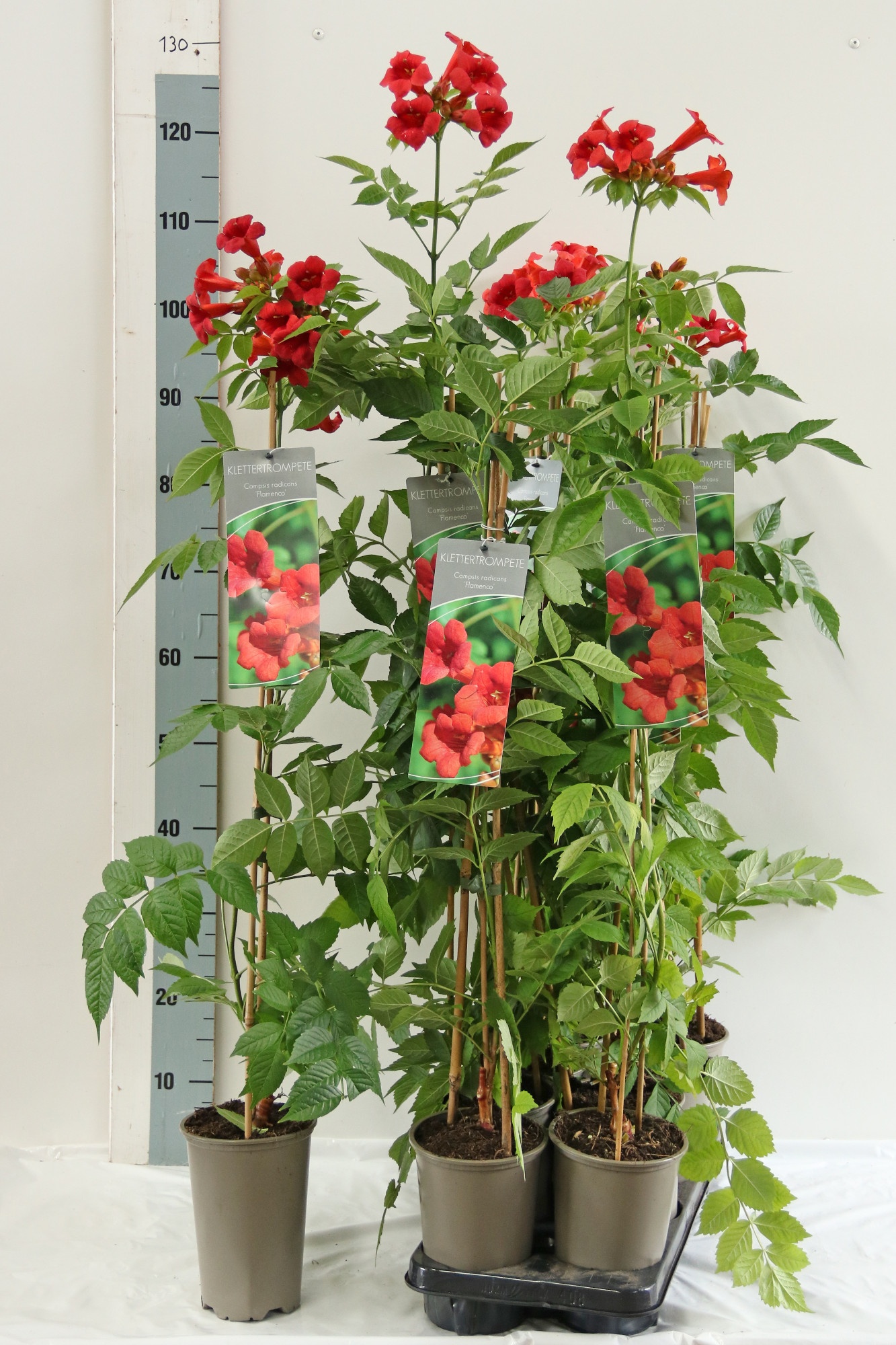 Campsis radicans 'Flamenco'