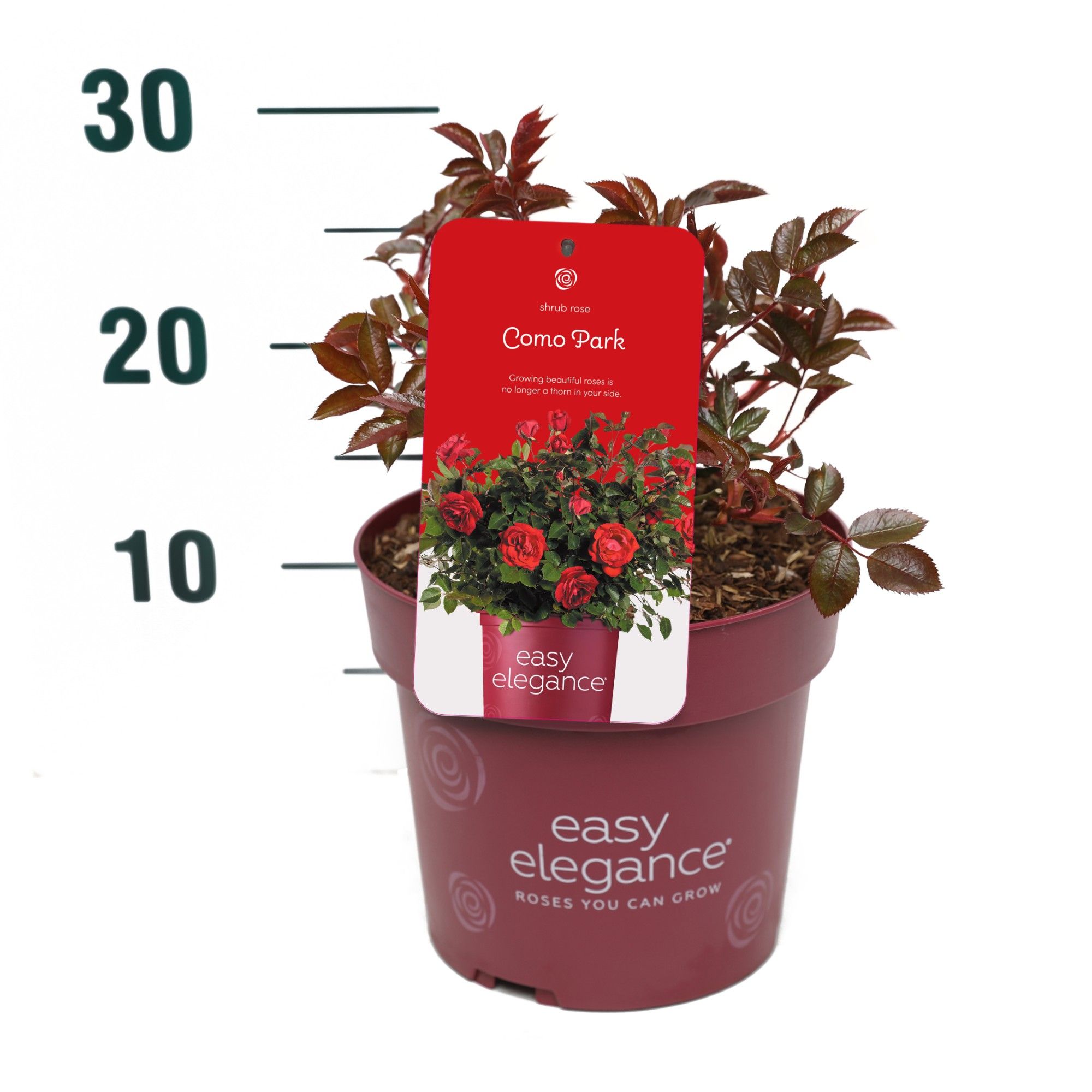 Rosa 'Como Park' - Struik - - Easy Elegance